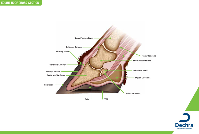 Anatomical Parts And Charts
