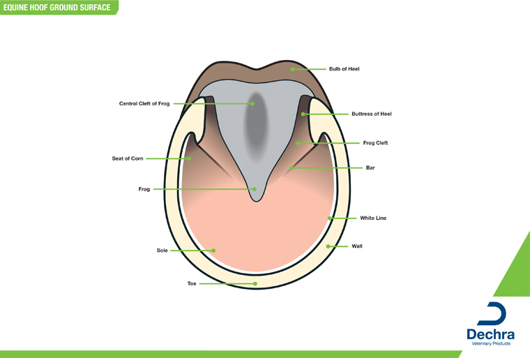 Free Equine Anatomy Chart