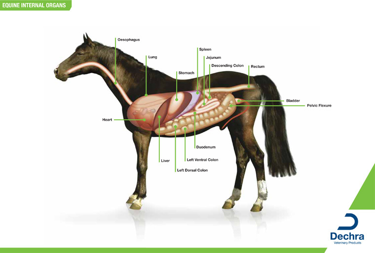 Free Equine Anatomy Chart