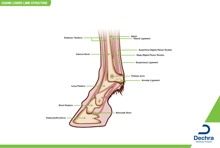 Equine Skeletal Anatomy Chart