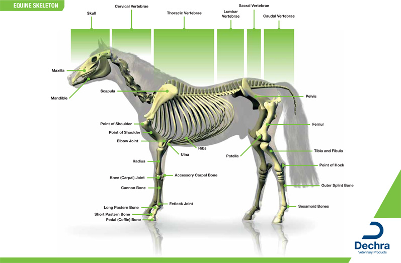 Printable Horse Charts