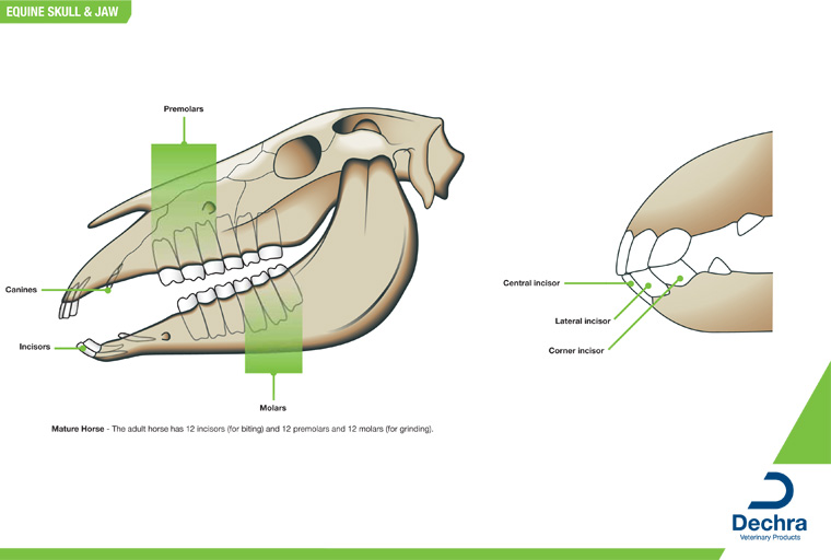 Free Equine Anatomy Chart