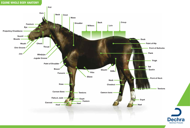 Downloads – Anatomy Charts – Dechra Veterinary Products