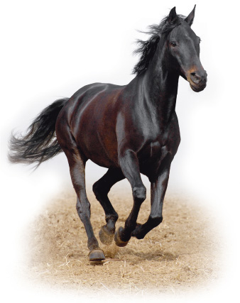 Photograph of a healthy horse
