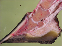 Cross-section of a hoof