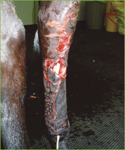 Wounded leg